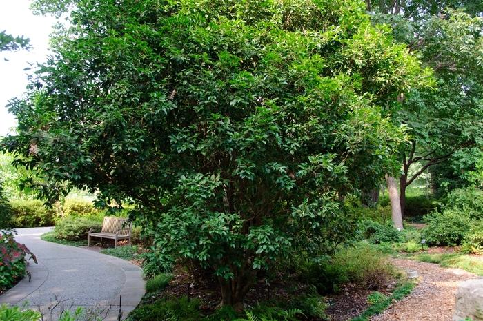 Osmanthus fragrans 