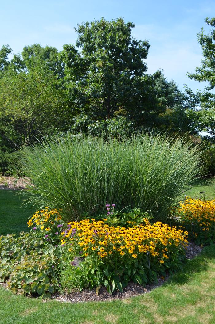 Carex oshimensis (Carex, Evergold)