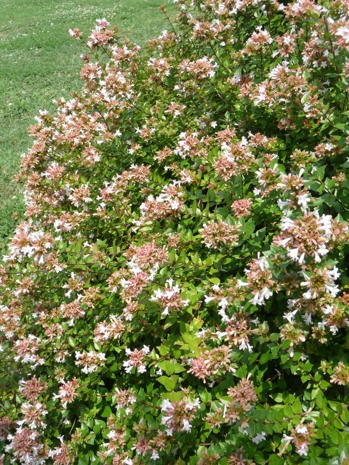 Abelia x grandiflora Rose Creek