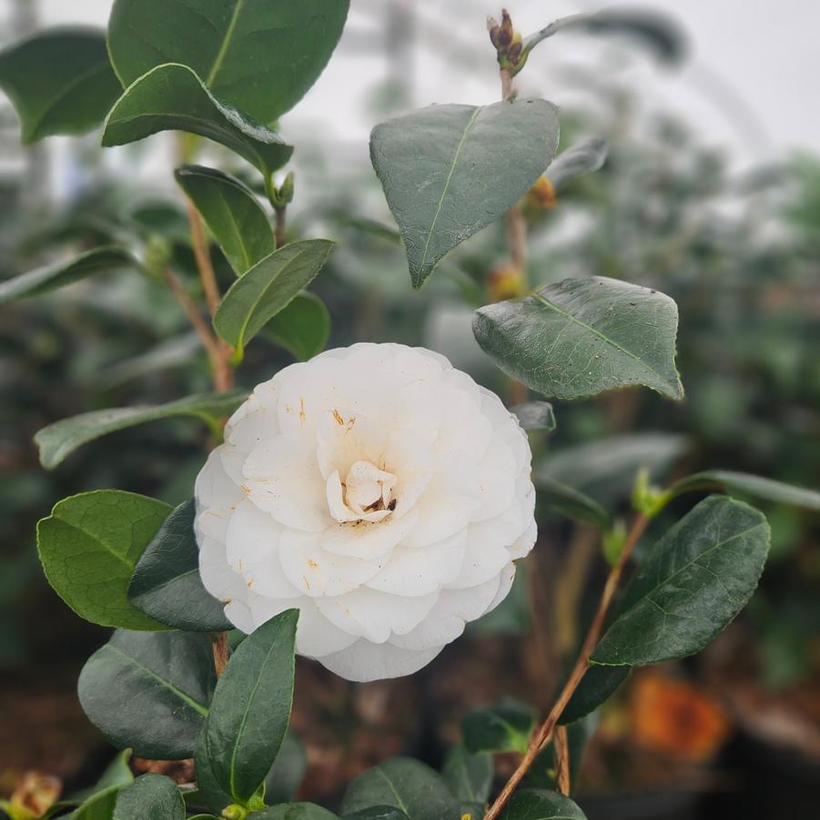 Camellia japonica 'White by the Gate' - Camellia from Jericho Farms