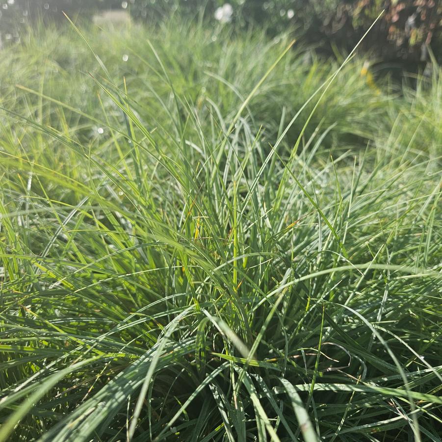 Carex glauca 'Blue Zinger' - Sedge from Jericho Farms