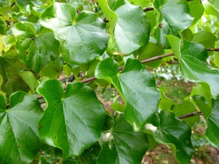 Prunus serrulata (Cherry, Snow Goose)
