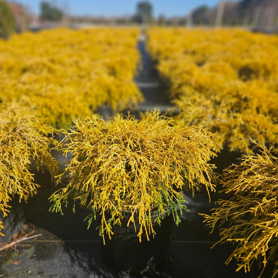 Chamaecyparis pisifera filifera 'King's gold' - Falsecypress from Jericho Farms