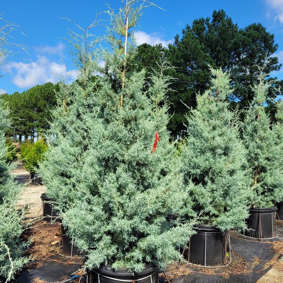 Cupressus arizonica 'Carolina Sapphire' Arizona Cypress from Jericho Farms