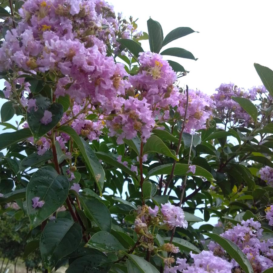 Lagerstroemia indica x fauriei 'Muskogee' - Crape Myrtle from Jericho Farms