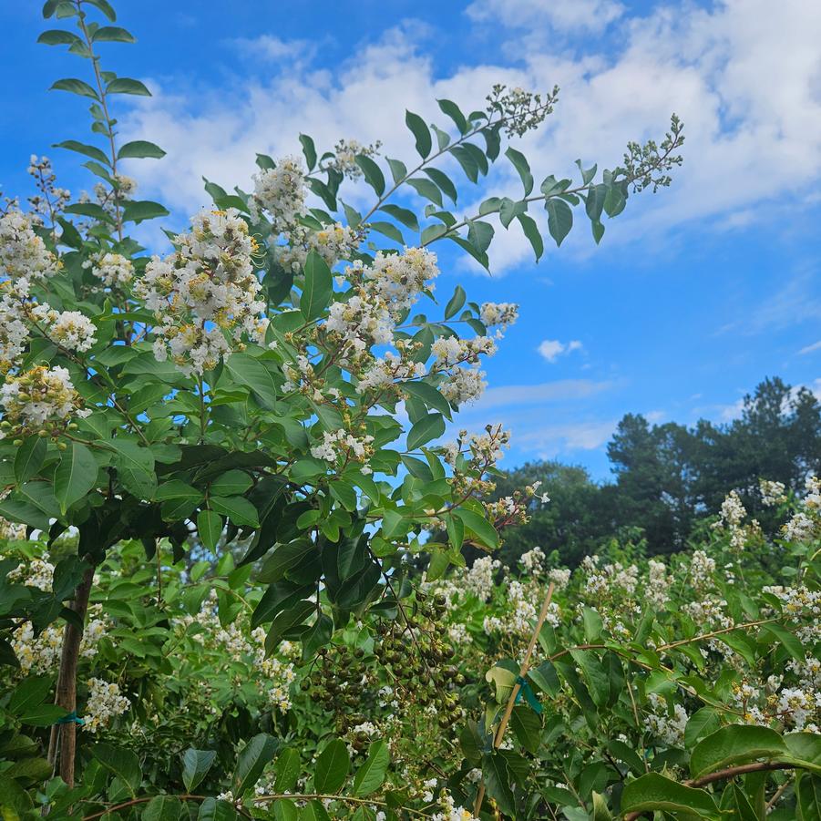 Lagerstroemia indica x fauriei 'Natchez' - Crapemyrtle from Jericho Farms