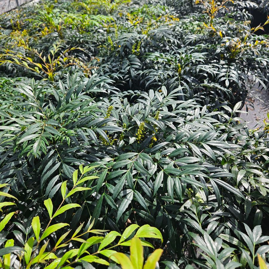 Mahonia confusa 'Narihiri' - Mahonia from Jericho Farms