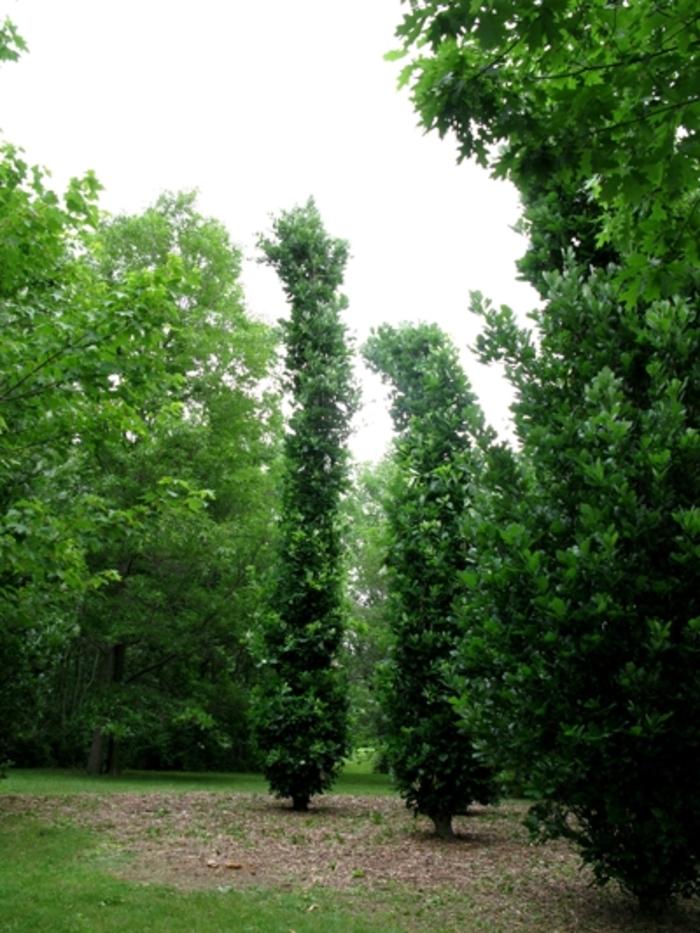 Acer rubrum (Maple, Brandywine)