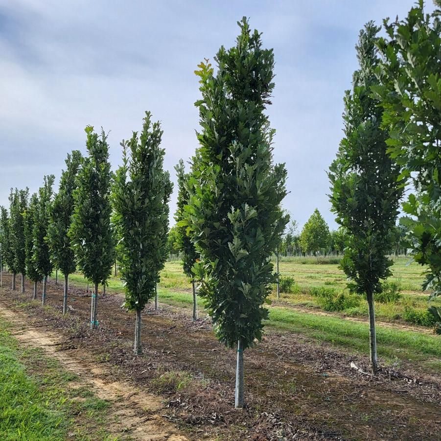 Quercus robur x bicolor 'Kindred Spirit®' - Oak from Jericho Farms