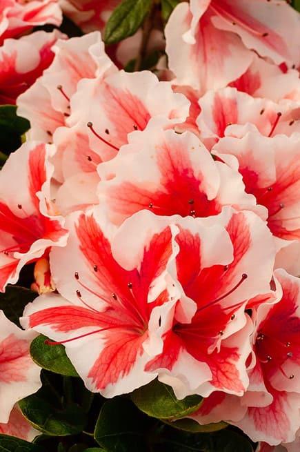 Rhododendron Encore® 'Autumn Starburst®' - Azalea 