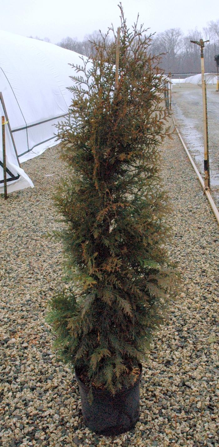 Quercus shumardii (Oak, Shumard)