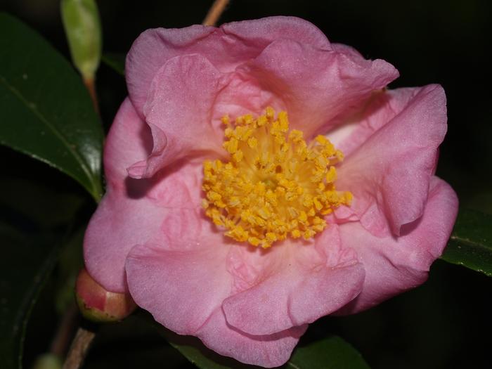 Camellia Winter's Joy