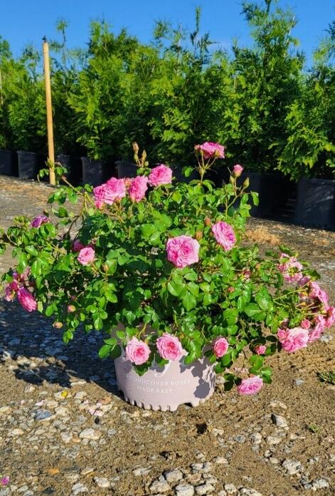 Rosa 'Sweet Drift®' - Rose from Jericho Farms