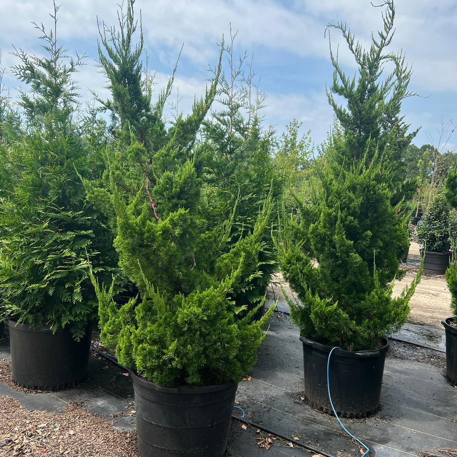 Juniperus chinensis 'Torulosa™' - Hollywood Juniper from Jericho Farms