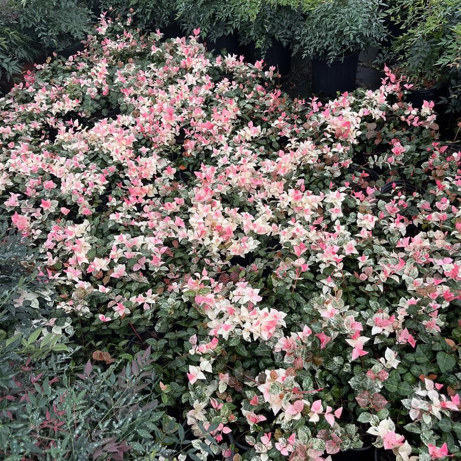 Trachelospermum asiaticum 'Snow-N-Summer™' - Asiatic Jasmine from Jericho Farms