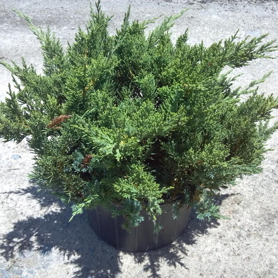 Juniperus chinensis 'Parsonii' - from Jericho Farms