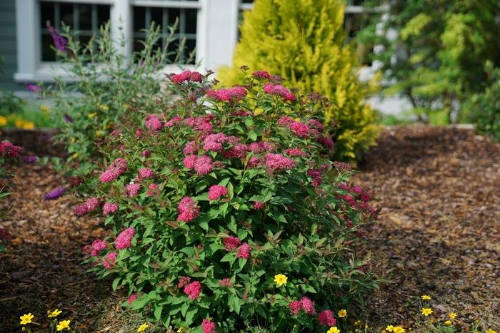 Spiraea x Double Play Doozie® Double Play® 