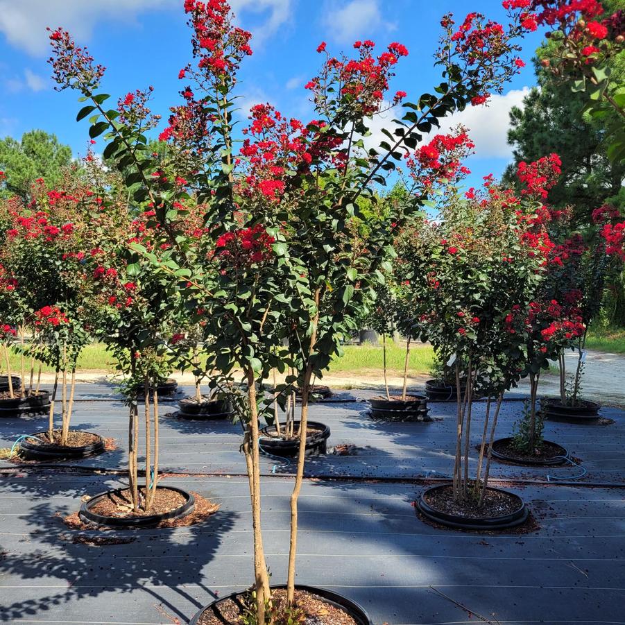 Lagerstroemia Colorama™ 'Scarlet' - Crape Myrtle from Jericho Farms