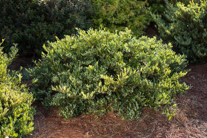 Distylium Swing Low®