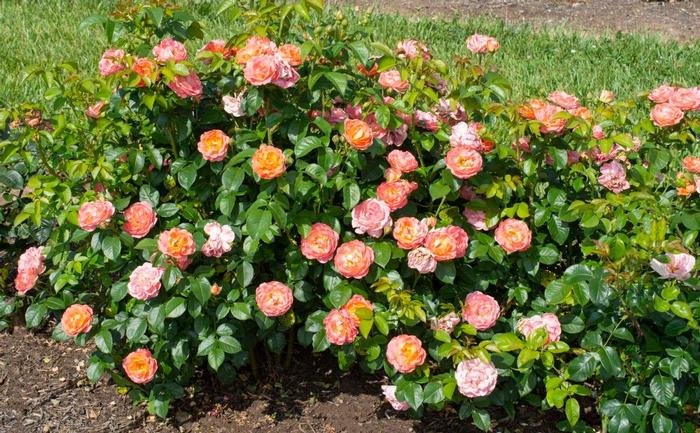 Rosa Knock Out® Orange Glow™