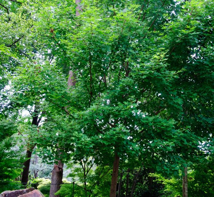 Acer truncatum Main Street®