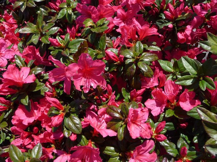 Rhododendron Carla hybrid Sunglow