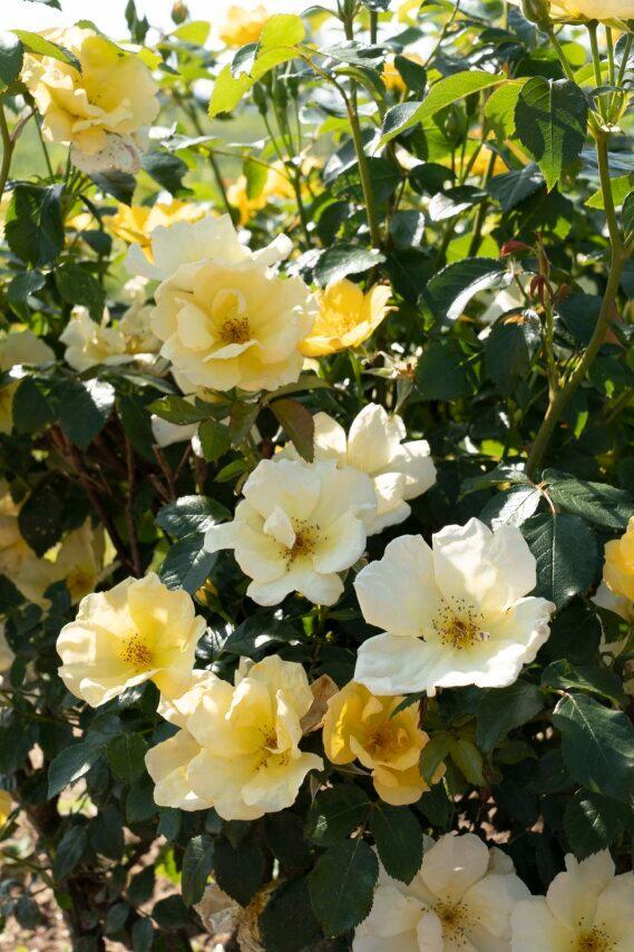 Rosa Knock Out® Easy Bee-zy™