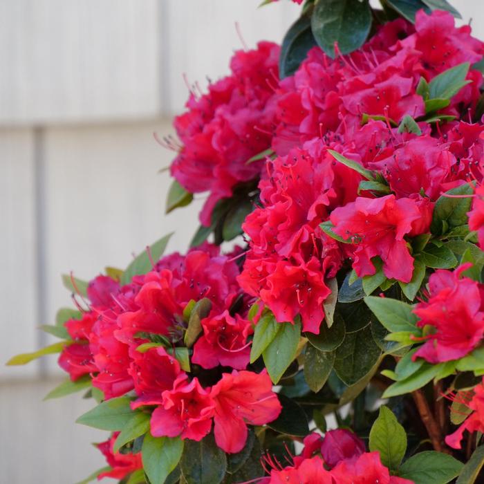 Camellia x (Camellia, Taylor's Perfection)