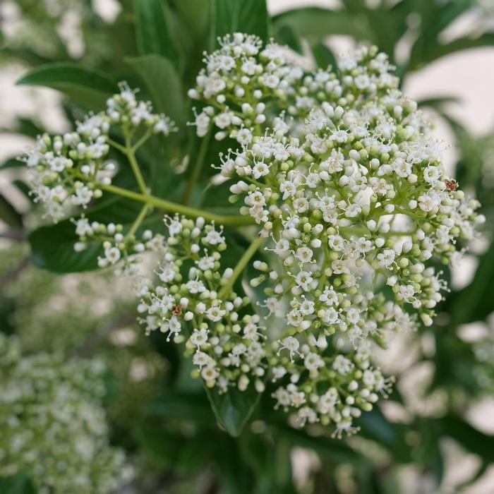 Viburnum Yardline®