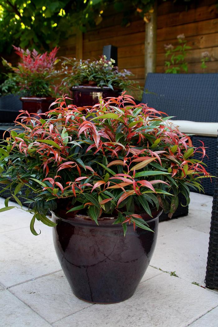 Leucothoe keiski Burning Love™
