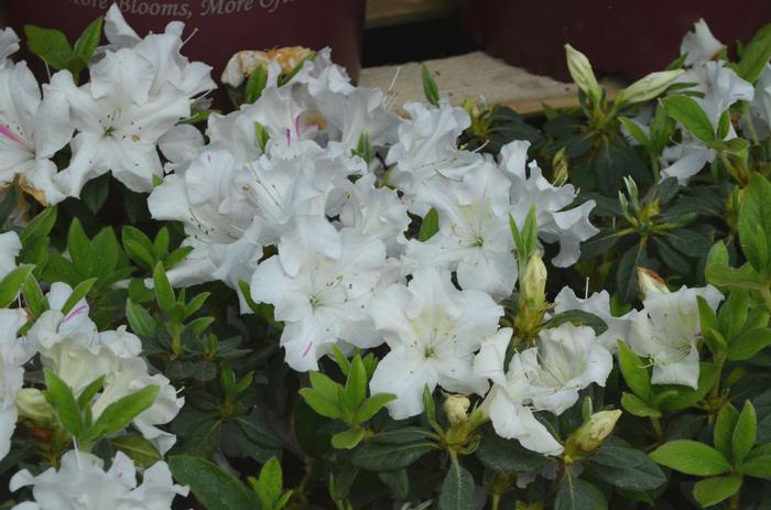Rhododendron Encore&reg; Autumn Lily&reg;