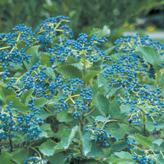 Viburnum dentatum Blue Muffin&reg;