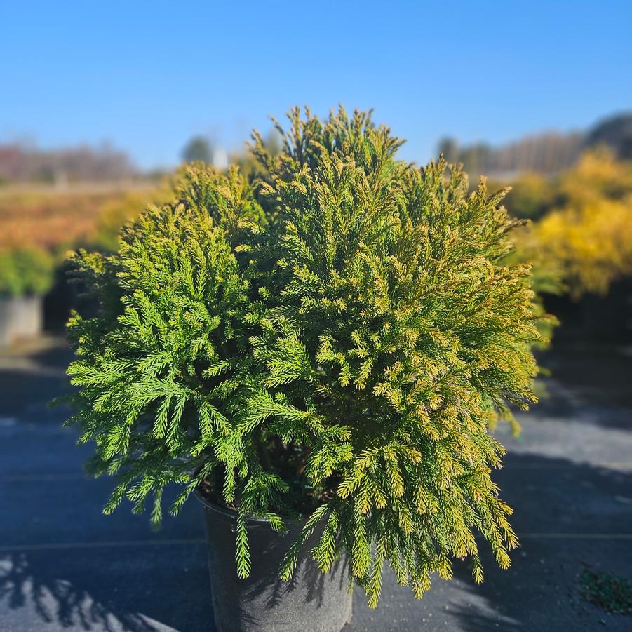 Cryptomeria japonica 'Globosa Nana' - Dwarf Globe Japanese Cedar from Jericho Farms