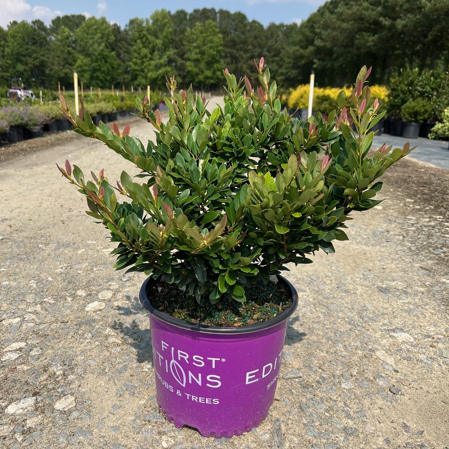 Distylium 'Coppertone™' - Distylium from Jericho Farms