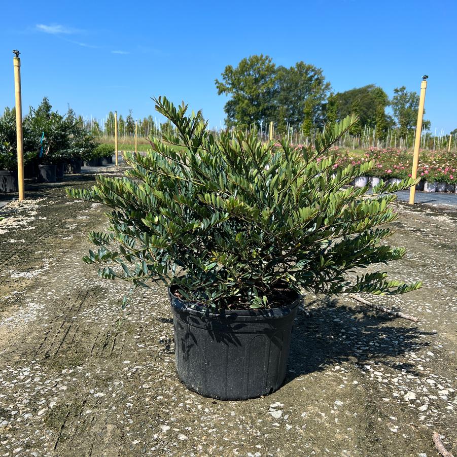 Distylium 'Cinnamon Girl®' - Dystilium from Jericho Farms