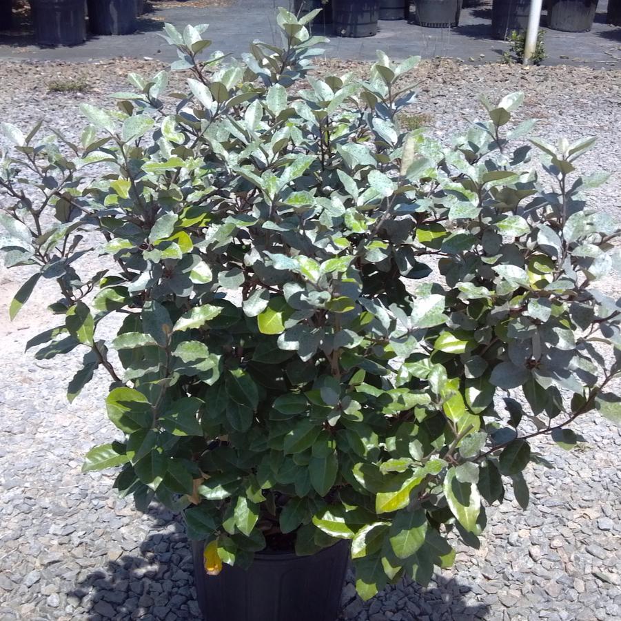 Elaeagnus x ebbingei - Silverberry from Jericho Farms