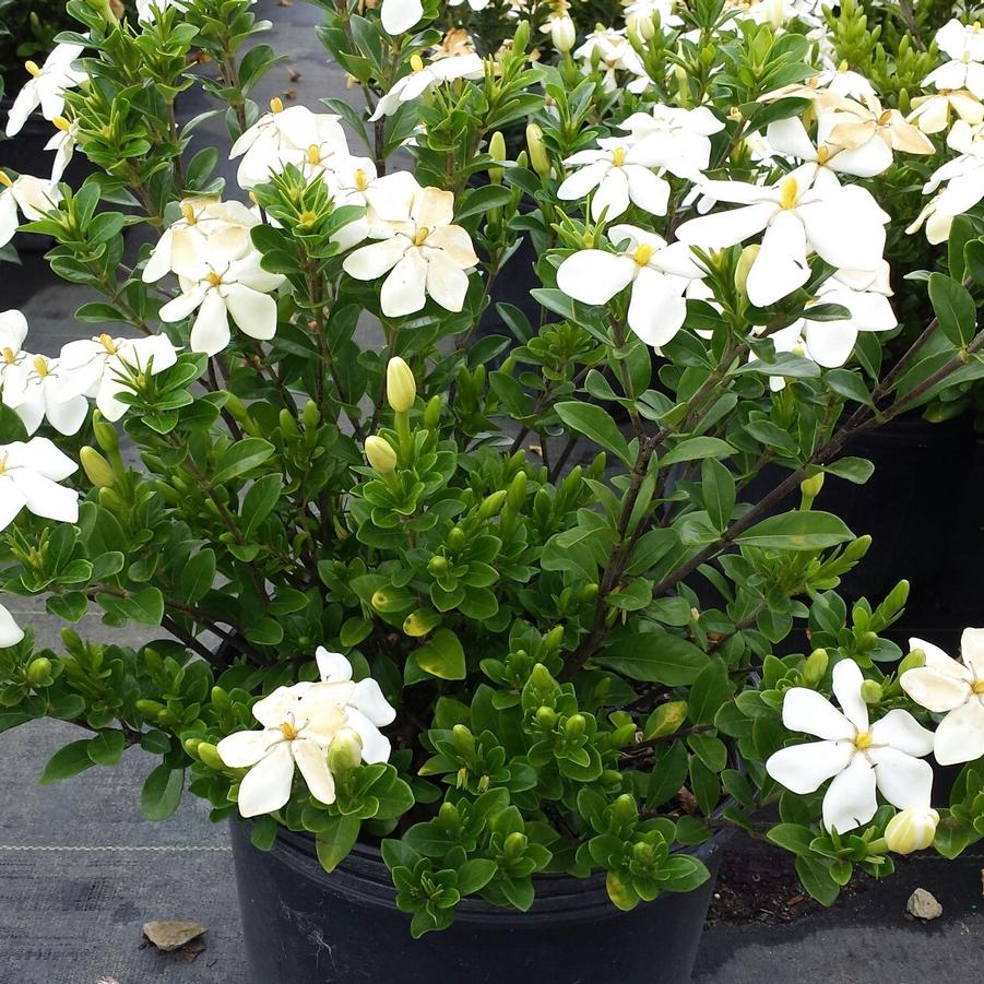 Gardenia jasminoides 'Kleim's Hardy' - Gardenia from Jericho Farms