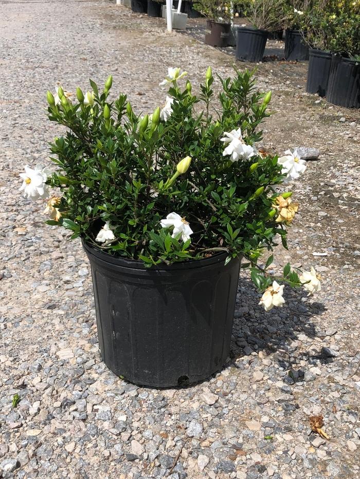 Gardenia jasminoides Radicans