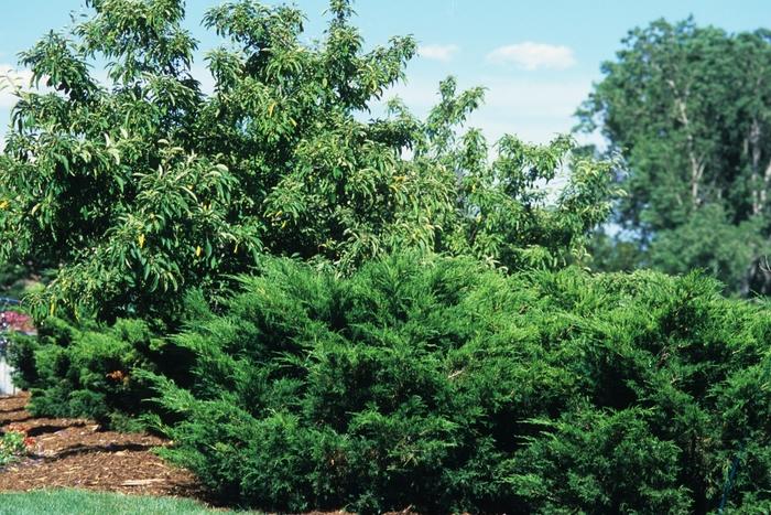 Juniperus chinensis (Juniper, Sargent's)