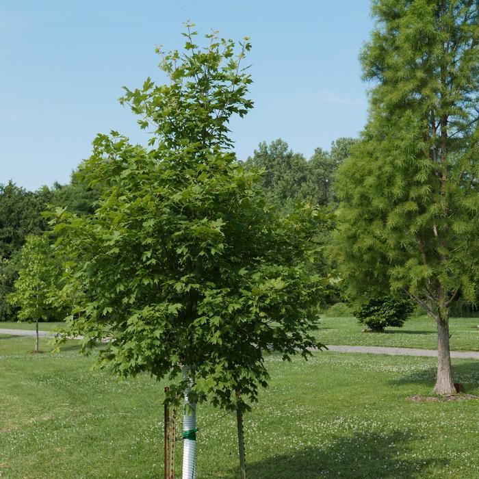 Acer saccharum Flashfire®