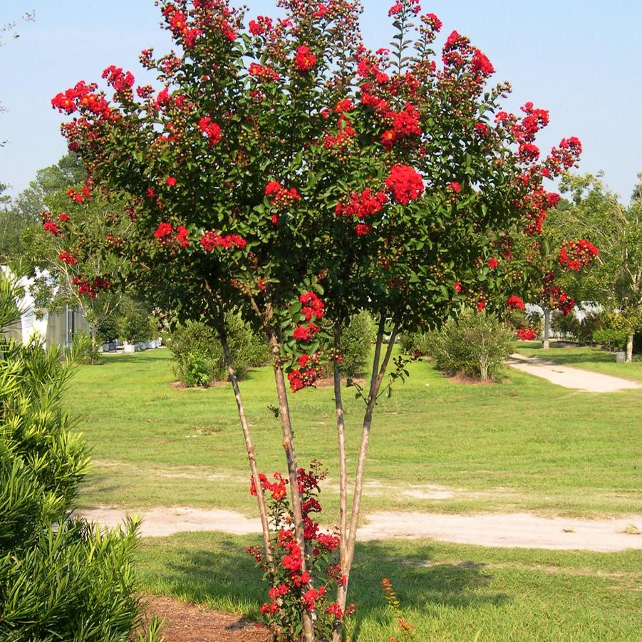 Lagerstroemia indica 'Red Rocket®' - Crape Myrtle from Jericho Farms