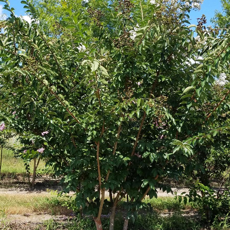 Lagerstroemia indica 'Sarah's Favorite' - Crape Myrtle from Jericho Farms