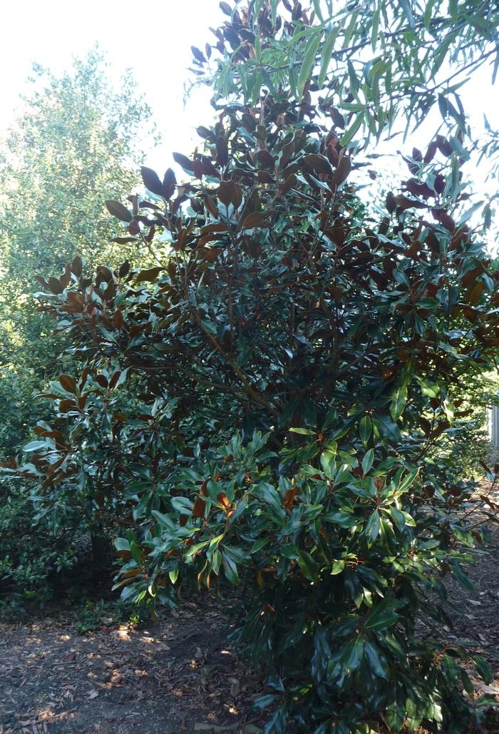 Magnolia grandiflora Kay Parris
