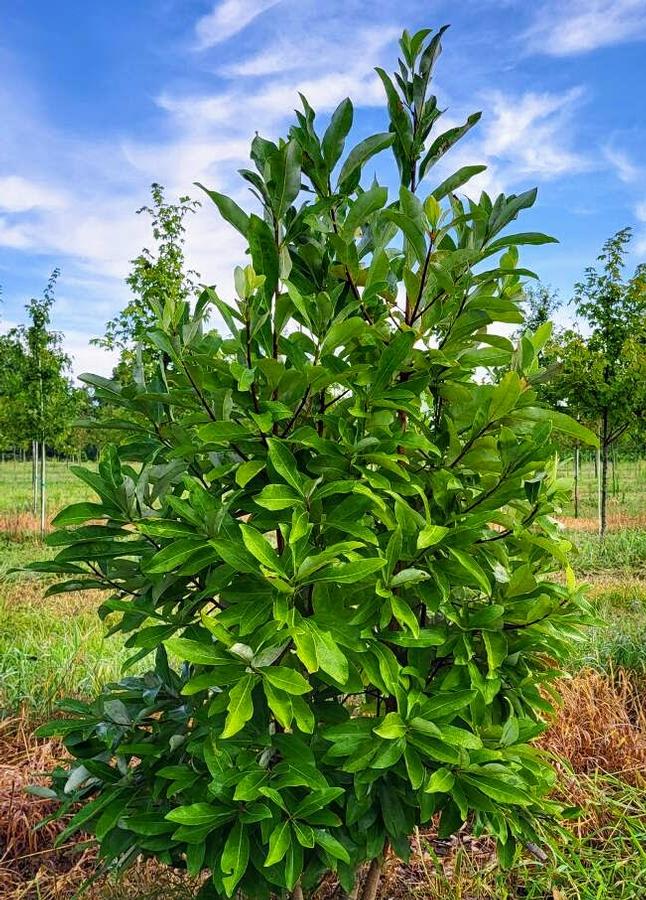 Magnolia virginiana - Sweetbay Magnolia from Jericho Farms