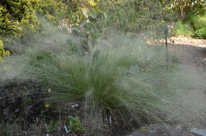 Muhlenbergia capillaris White Cloud