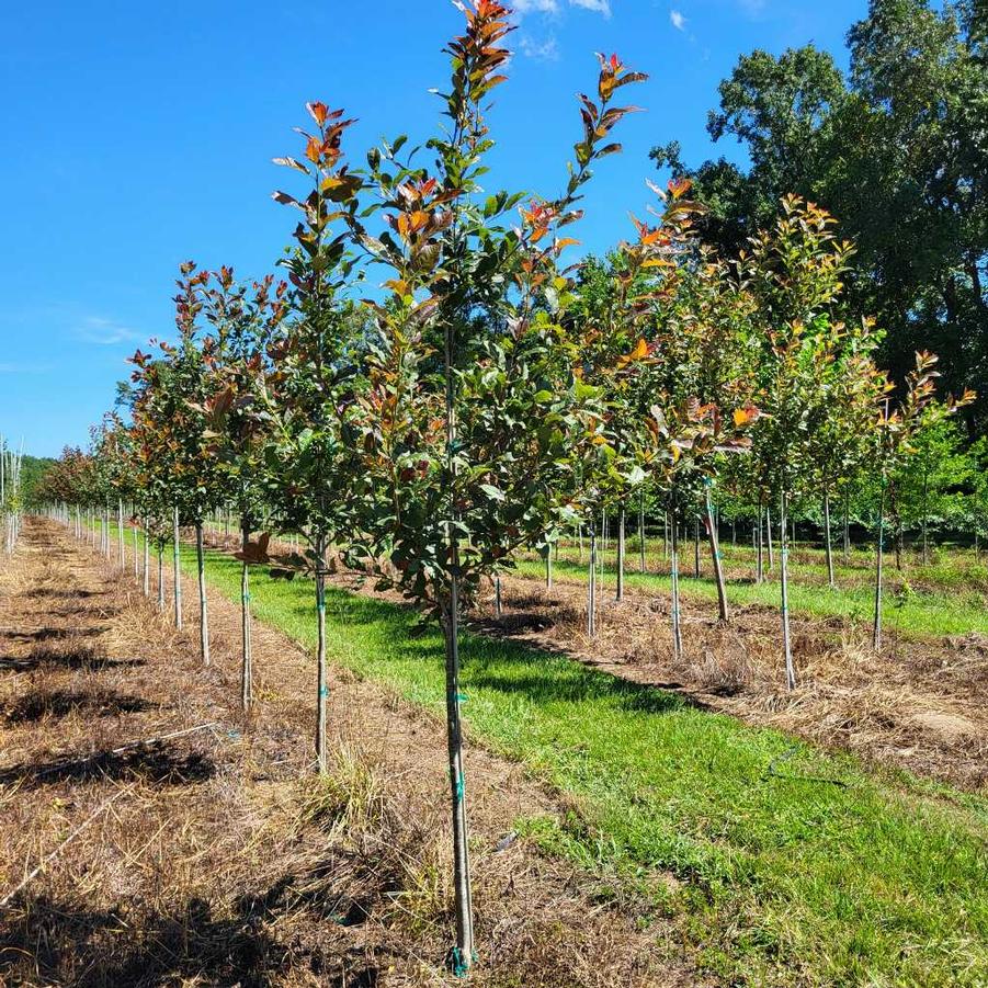 Nyssa sylvatica 'Wildfire' - Blackgum from Jericho Farms
