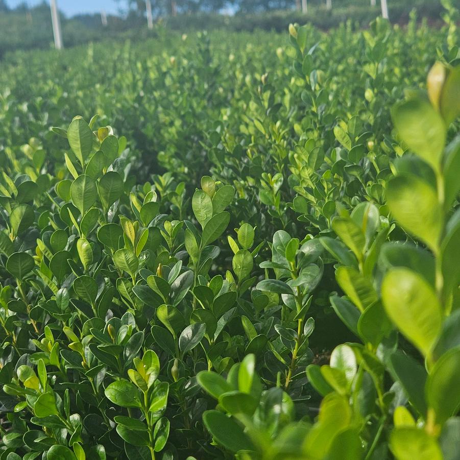 Buxus 'NewGen Freedom®' - Boxwood from Jericho Farms