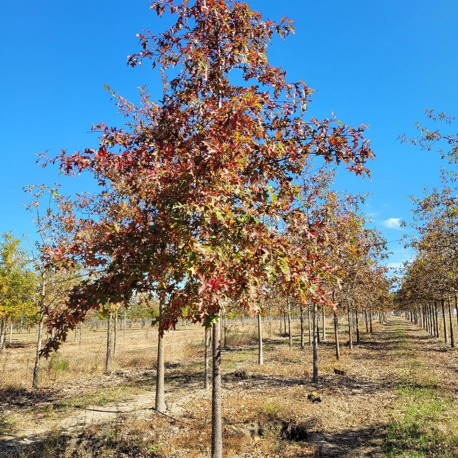 Quercus palustris - Pin Oak from Jericho Farms