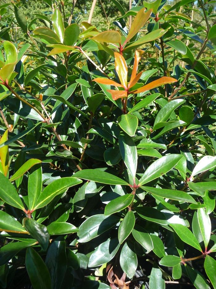 Ternstroemia gymnanthera Japanese Cleyera from Jericho Farms