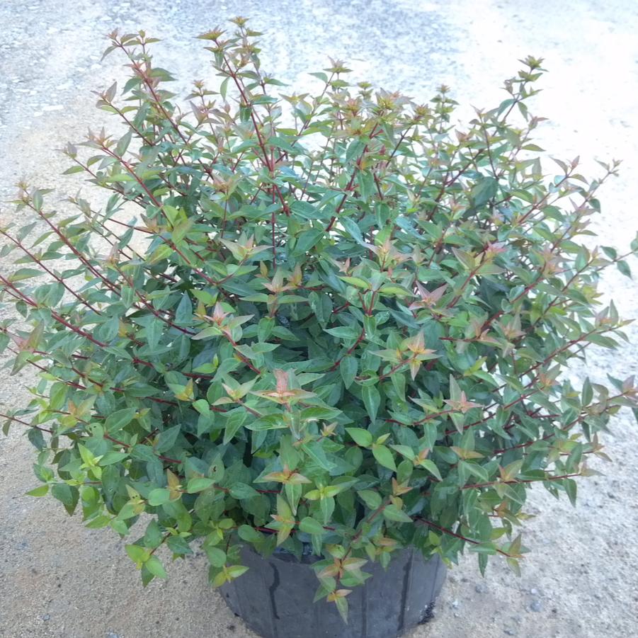 Abelia x grandiflora 'Little Richard' - Glossy Abelia from Jericho Farms